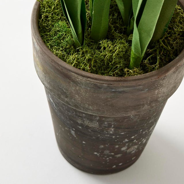 Potted Paper Daffodils For Sale In Providence - Image 6 of 6