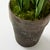 Potted Paper Daffodils For Sale In Providence - Image 6 of 6