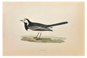 Alexander Francis Lydon, Pied Wagtail, Woodcut Print, 1870
