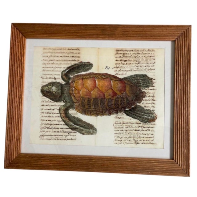 Illustration Vintage Framed Sea Turtle Botanical Style Art Print For Sale - Image 3 of 12