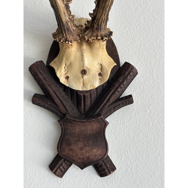 Brown Collection of Antique Black Forest Roe Deer Trophy Antler Mounts - Set of 3 For Sale - Image 8 of 17