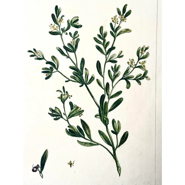 Antique Botanical Print of Cenorum by Phillip Miller London 1756 For Sale - Image 4 of 7
