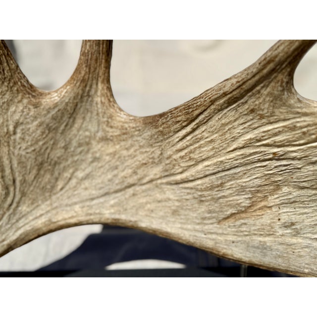 Side Mounted Moose Antler/Paddle 2 For Sale In Atlanta - Image 6 of 9