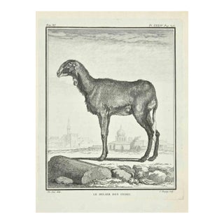 Jean Charles Baquoy, Le Belier, Etching, 1771 For Sale