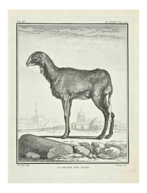 Jean Charles Baquoy, Le Belier, Etching, 1771
