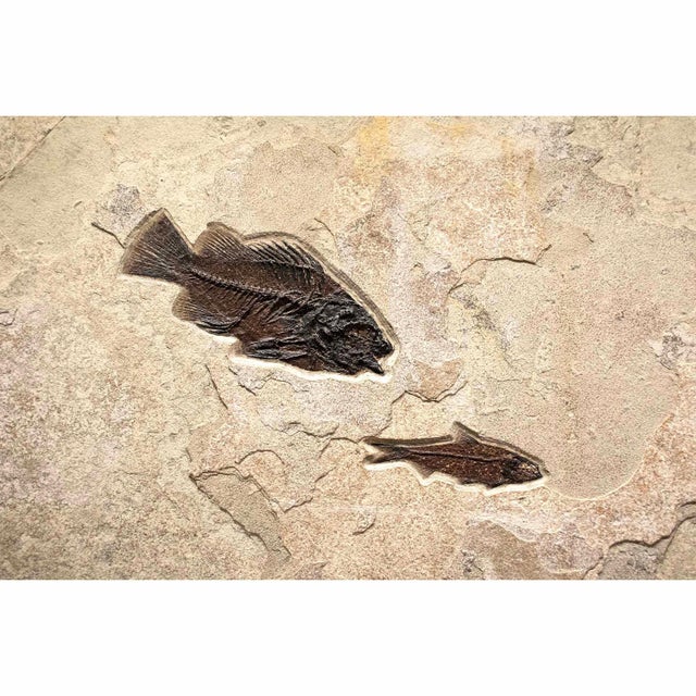 15th Century & Earlier Giant Fossil Fish Mural For Sale - Image 5 of 5