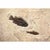 15th Century & Earlier Giant Fossil Fish Mural For Sale - Image 5 of 5
