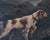 Gold Oil on canvas – Pointing Dog in a Landscape – French School, 19th century. For Sale - Image 8 of 13