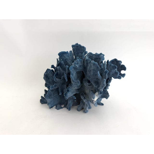 Natural Blue Coral Specimen Coastal Decor For Sale In Los Angeles - Image 6 of 8