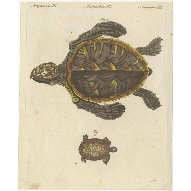 Bertuch, Sea Turtle and Freshwater Turtle, 1790, Engraving For Sale - Image 3 of 9