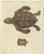 Bertuch, Sea Turtle and Freshwater Turtle, 1790, Engraving For Sale - Image 3 of 9