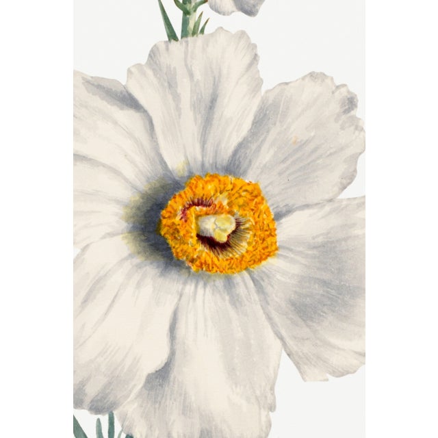 Matilija Poppy, Vintage Botanical Art Print Reproduction by Mary Vaux Walcott, 32" X 48" For Sale In Buffalo - Image 6 of 10