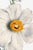 Matilija Poppy, Vintage Botanical Art Print Reproduction by Mary Vaux Walcott, 32" X 48" For Sale In Buffalo - Image 6 of 10