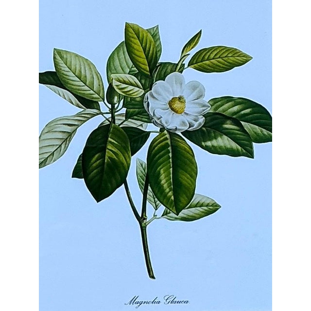 Vintage Botanical Floral Prints in Wood Frames - Set of 5 For Sale - Image 9 of 13