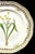 Royal Copenhagan Royal Copenhagen Flora Danica, Gagea Lutea Var Glaucascens Lge., Gilt Border For Sale - Image 4 of 8