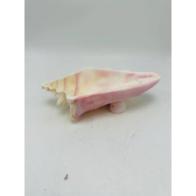 Vintage Shell Bowl For Sale - Image 4 of 6