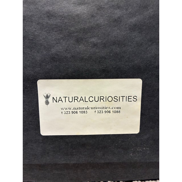 Late 20th Century Natural Curiosities Sepia Botanical Study Print in Dark Wood Frame For Sale - Image 5 of 5