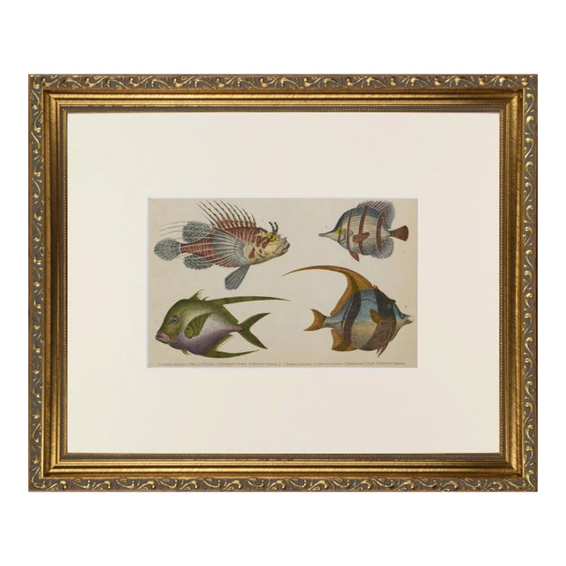 19th Century Antique English Hand Colored Fish Engraving by Goldsmith For Sale