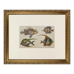19th Century Antique English Hand Colored Fish Engraving by Goldsmith