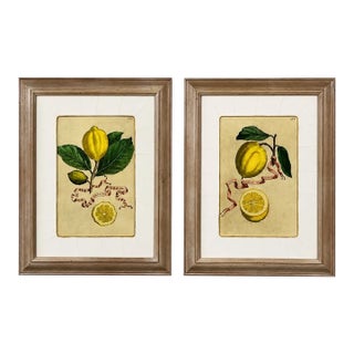 Vintage Framed Botanical Lemon Hand-Colored Citrus Engravings Print, a Pair 1980's For Sale