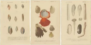 Charles d'Orbigny, Aquatic Elegance: Molluscan Diversity, 1849, Paper, Set of 3