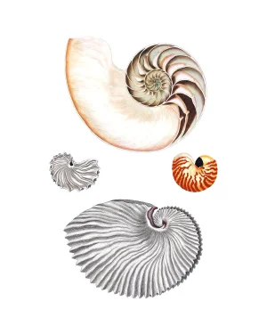 Reproduction Colored Shells Curiosities Print – 16" X 20"