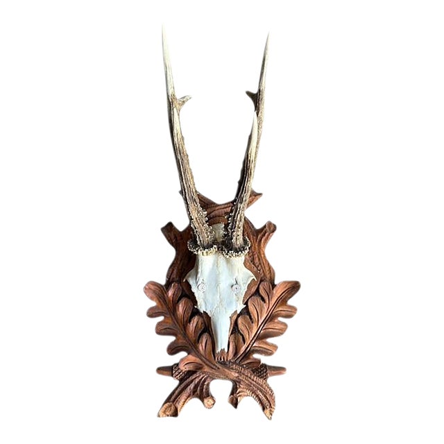 1970s Roe Deer Trophy 191 Black Forest Antlers For Sale