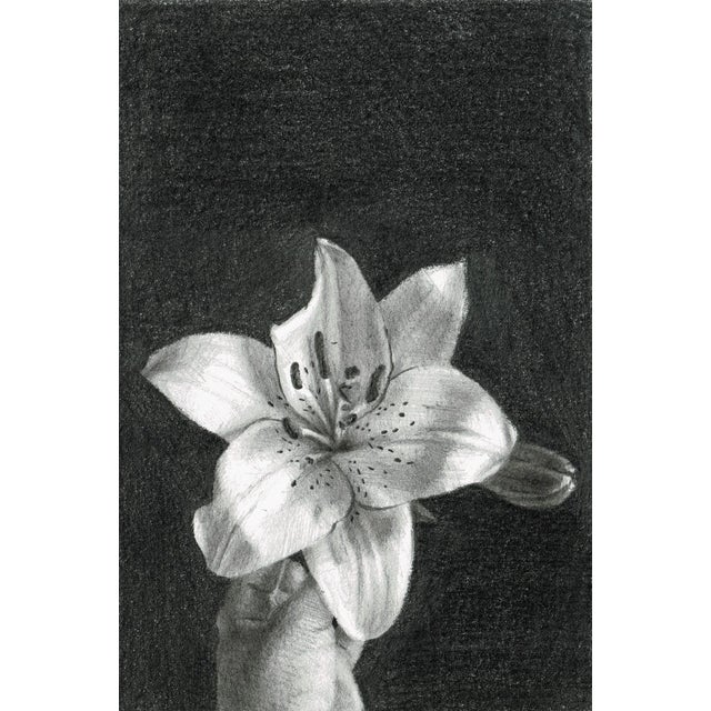 Aleksandra Kalisz, Lily, 2020, Pencil on Paper For Sale