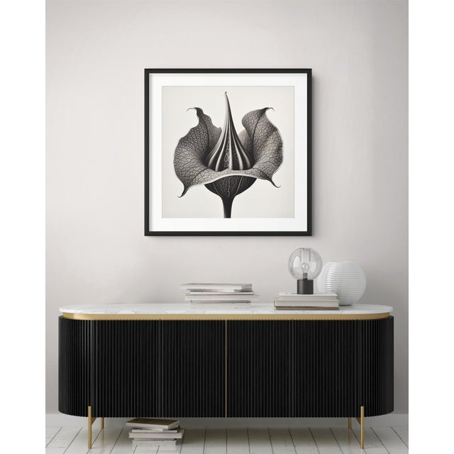 A striking black-and-white botanical print featuring Datura Stramonium, meticulously restored and remastered from an...