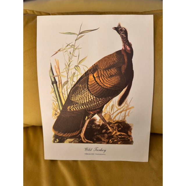 American Vintage Audubon Style “Wild Turkey” Ornithological Print, Unframed For Sale - Image 3 of 6