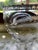Circa 1910 American Brilliant Cut Crystal Vase For Sale - Image 9 of 12