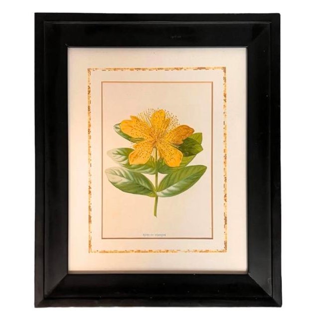 Mid-Century Modern Framed/Matted Set of 6 Chromolithograph Prints - "Familiar Garden Flowers" Published C1880, London, Uk by F. Edward Hulme & Shirley Hibberd For Sale - Image 3 of 7
