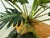 Artificial Philodendron Xanadu Plant + Clear Glass Vase For Sale - Image 12 of 12