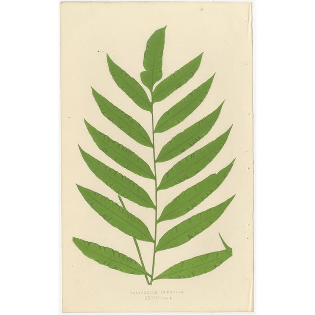 Fern Collection with English Species Names, 1856, Lithograph, Set of 10 For Sale - Image 12 of 14