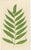 Fern Collection with English Species Names, 1856, Lithograph, Set of 10 For Sale - Image 12 of 14