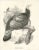 After J. Wolf, Bird Illustration of a Mexican Turkey, 1868, Print For Sale