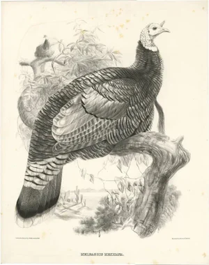 After J. Wolf, Bird Illustration of a Mexican Turkey, 1868, Print