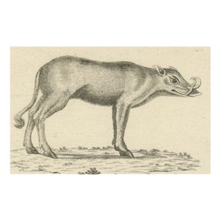 A Babirusa and a Swallow, 1800, Paper For Sale