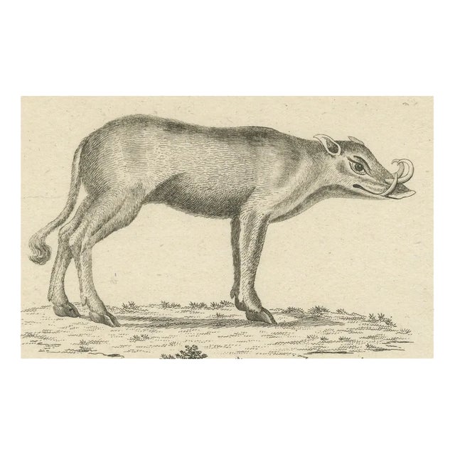 A Babirusa and a Swallow, 1800, Paper For Sale