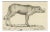 A Babirusa and a Swallow, 1800, Paper For Sale