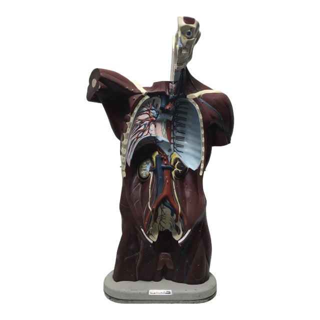 Nystrom Mid-Century Anatomical "Life Like" Medical Model of the Male Torso For Sale