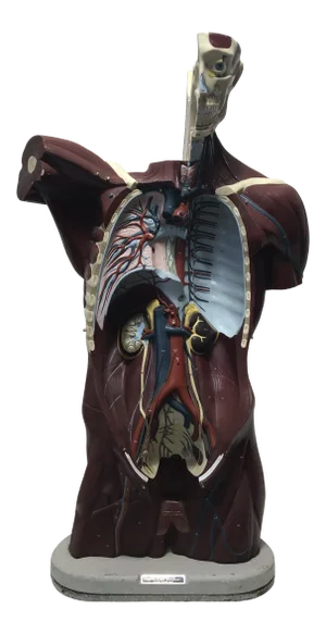 Nystrom Mid-Century Anatomical "Life Like" Medical Model of the Male Torso
