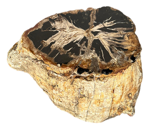 Large Side Table in Multicolored Rainbow Petrified Wood