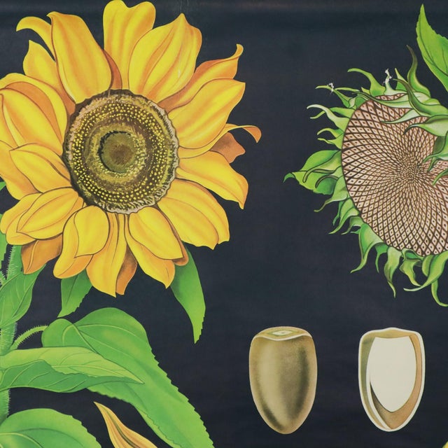 1970s Large Vintage Sunflower School Chart by Jung Koch Quentell, 1973 For Sale - Image 5 of 13