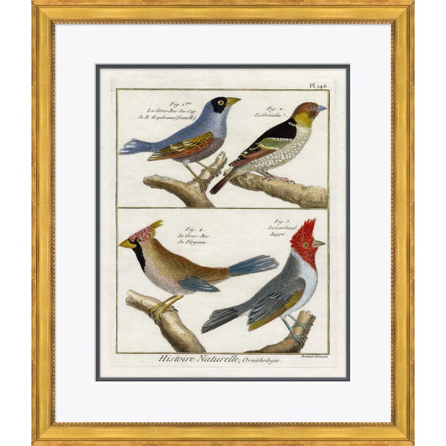 18th Century Parakeet Engravings V Framed Art Print For Sale
