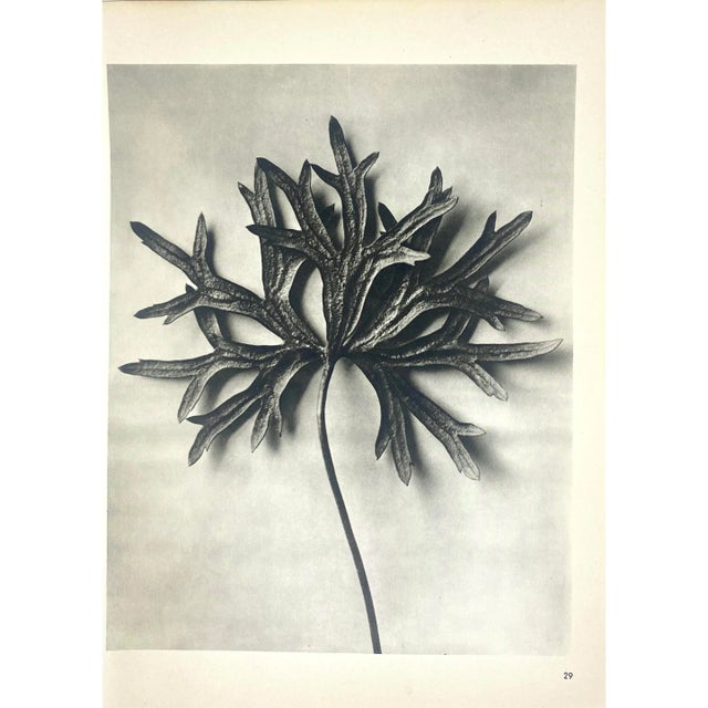 1940s Botanical Blossfeldt Print - No. 29 For Sale