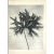 1940s Botanical Blossfeldt Print - No. 29 For Sale