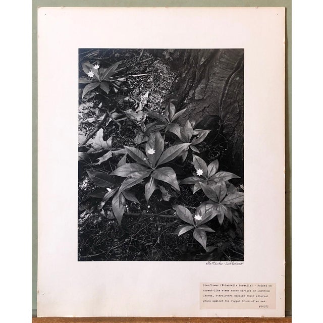 Mid 20th Century Samuel Gottscho, Vintage Silver Gelatin Signed Photograph Samuel Gottscho Garden Flowers Photo NY, c.1960s For Sale - Image 5 of 8