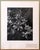 Mid 20th Century Samuel Gottscho, Vintage Silver Gelatin Signed Photograph Samuel Gottscho Garden Flowers Photo NY, c.1960s For Sale - Image 5 of 8