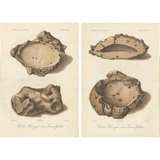 Termite Queen Cells Termes Gibus, Sumatra, 1887, Lithographs, Set of 2 For Sale